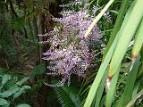 Cordyline Stricta 2